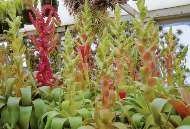Tillandsia ‘Samantha’ Hits the International Flower Show Circuit