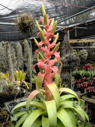 Bird Rock Tropical's Tillandsia 'Samantha' Wins Prestigious 'Glass Tulip' Award