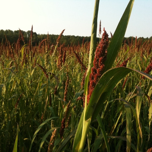 dove proso millet vs brown top millet