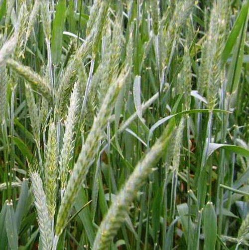 triticale specialty seed