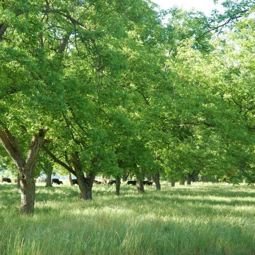 Koinonia Farm Pecan Orchards