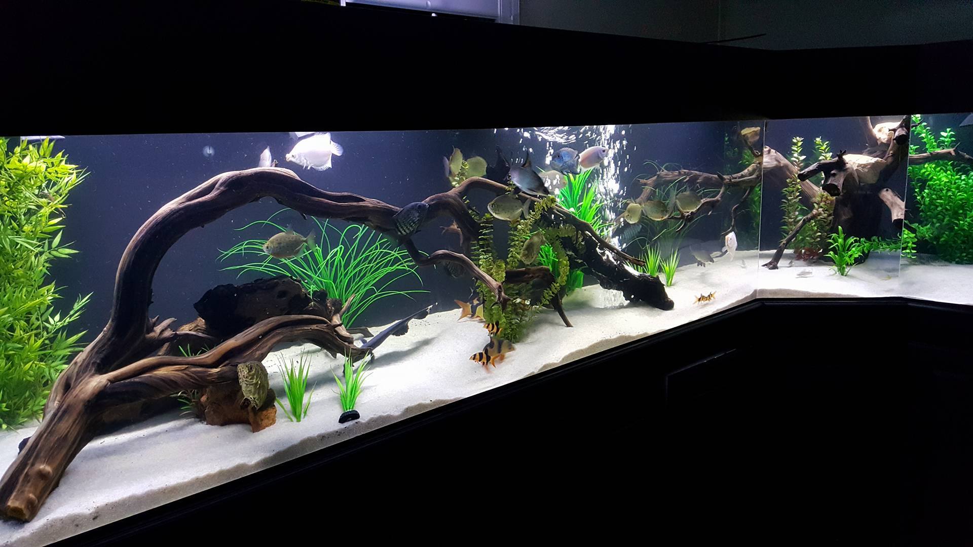 malaysian driftwood for aquarium