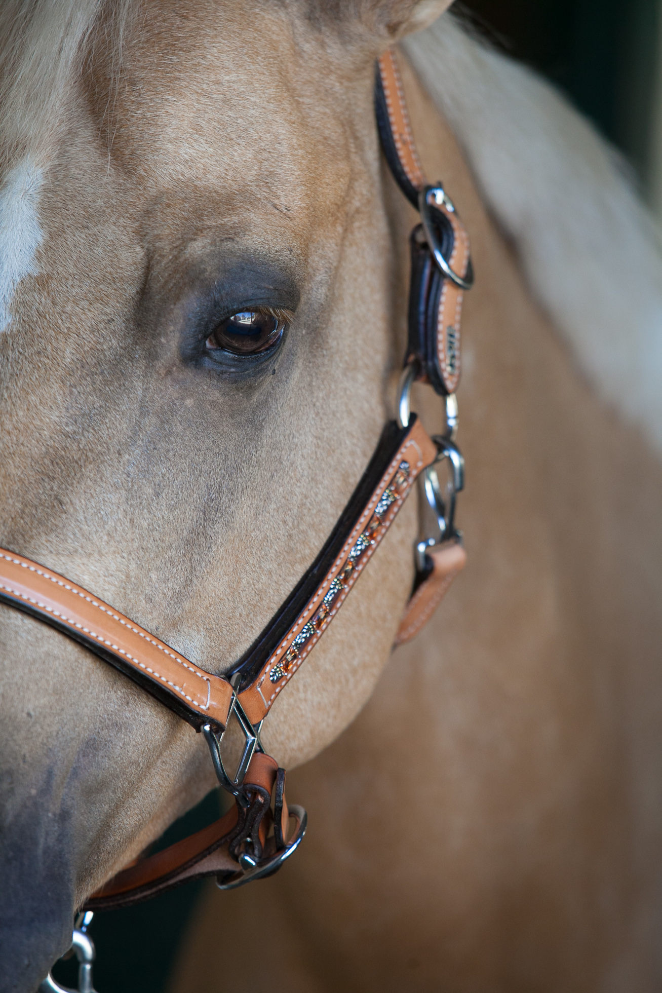 Shop Western Dressage Halters – People On Horses – Ride With