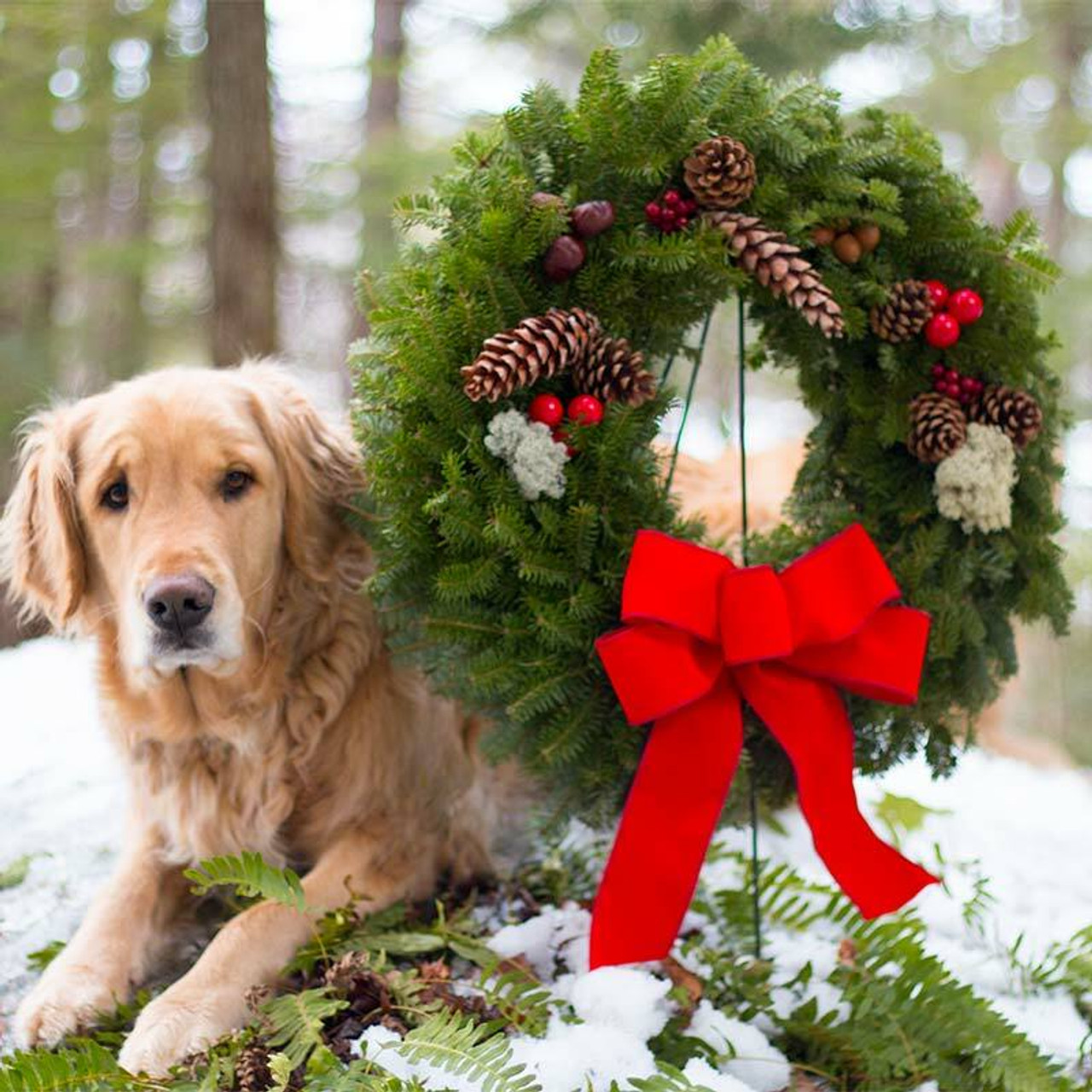 original fresh christmas wreaths for sale made in maine red bow acorns pine cones - Red Christmas Wreath original fresh christmas wreaths for sale made in maine red bow acorns pine cones - Red Christmas Wreath