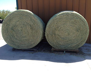 tifton round hay bales ok feed