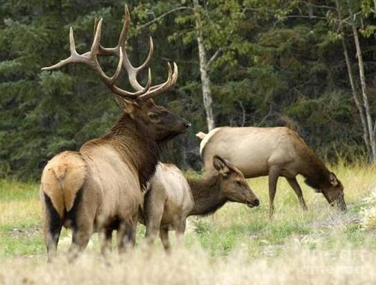 Colorado Discount Elk Hunt
