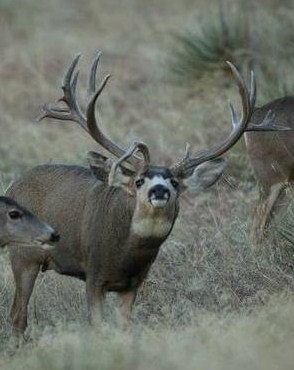 Rocky Mountain Mule Deer Hunting