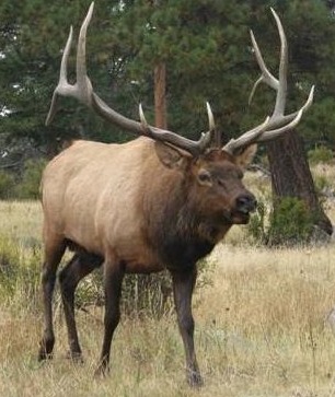 Discount Elk Hunts