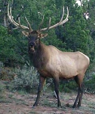 Discounted Elk Hunts