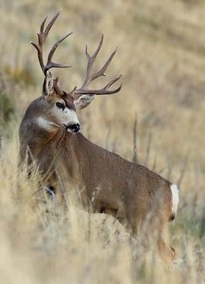 Discounted Mule Deer Hunts