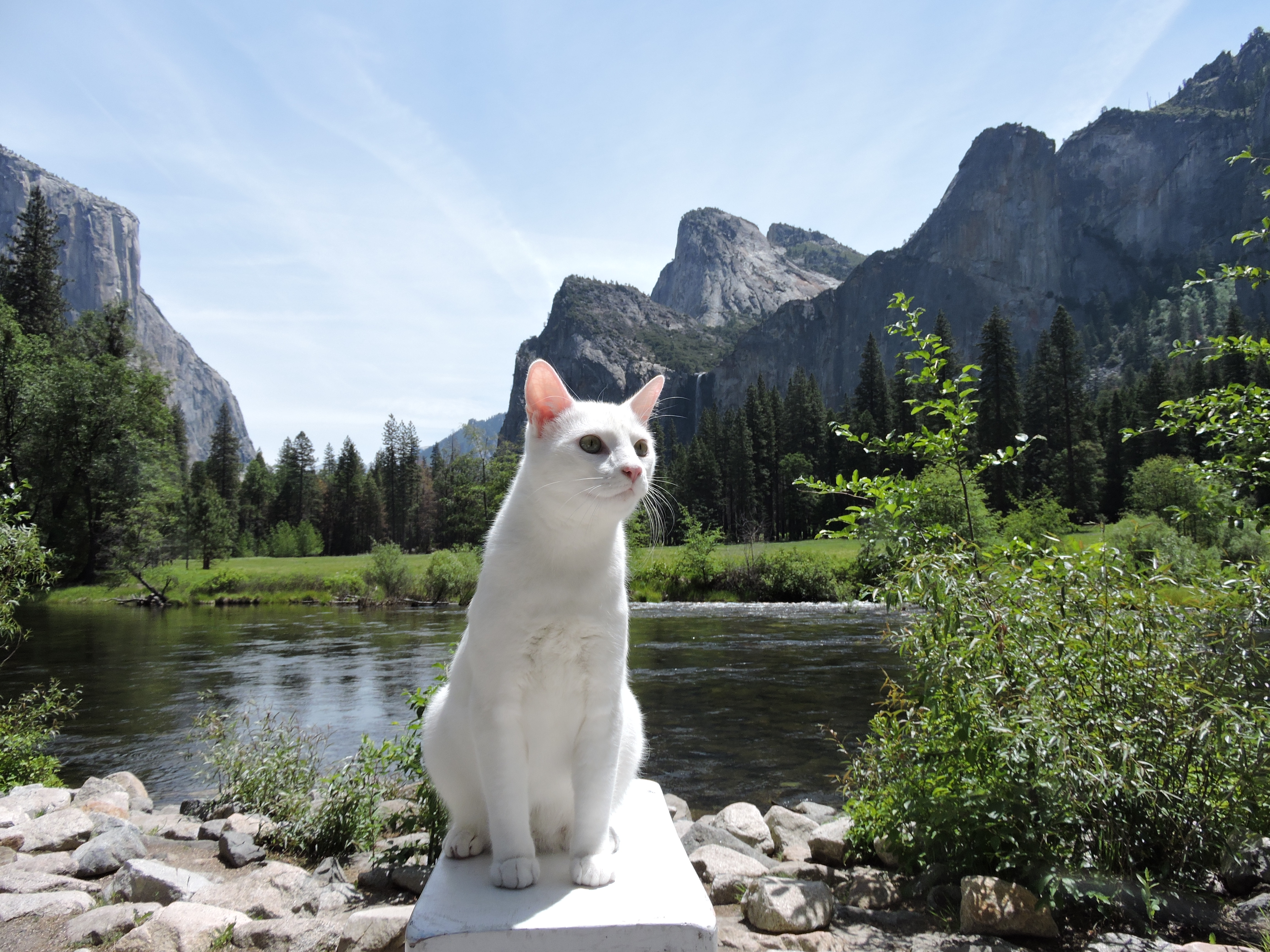 stovepipecat-yosemite-almost-invisible-cat-litter-1.jpg