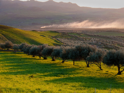 Koroneiki Greek Olive Oil