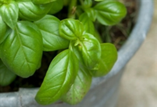 Fresh Basil infused Olive Oil