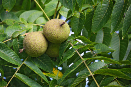 Black Walnut Balsamic