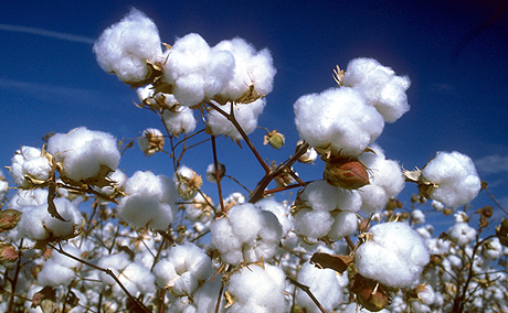 cotton.jpg