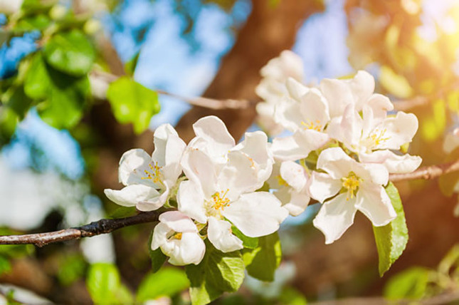 10 Spring Decorating Ideas for Your Home