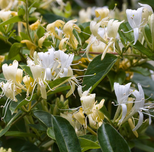 Honeysuckle Sour Mix
