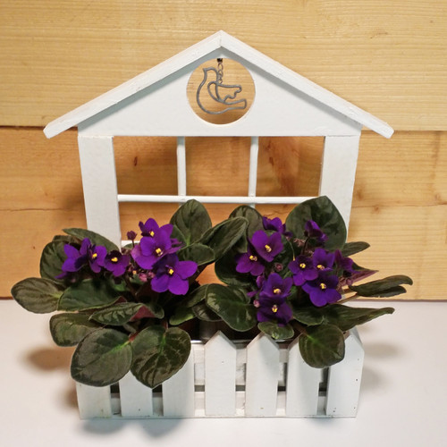 Violet Window Box SCF6509 Violet Window Box SCF6509