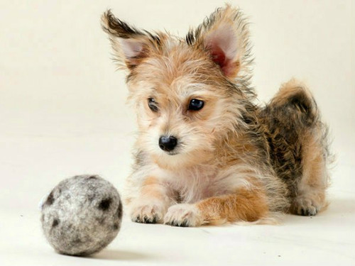 Organic Dog Toys Made In Usa Organic Dog Toys Made In Usa