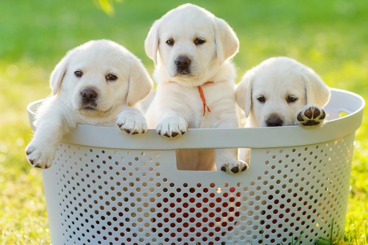 3-puppies-in-a-basket.jpg