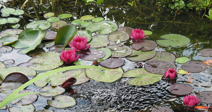 Aquarium Pond & Reptile Products Online - Kettering Koi & Ponds