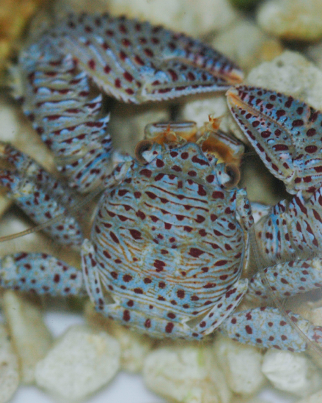 Porcelain Crab (Porcellana sayana)- Blue - Aquarium Depot