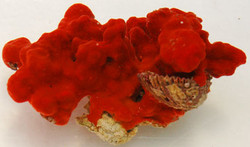 Red Knob Sponge Red Knob Sponge