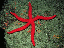Neon Orange Linckia Starfish Neon Orange Linckia Starfish