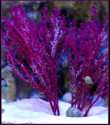 Red Grape Tree Macro Algae (Botryocladia sp.) Red Grape Tree Macro Algae (Botryocladia sp.)