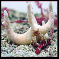 Staghorn Hermit Crab (manucomplanus varians) Staghorn Hermit Crab (manucomplanus varians)