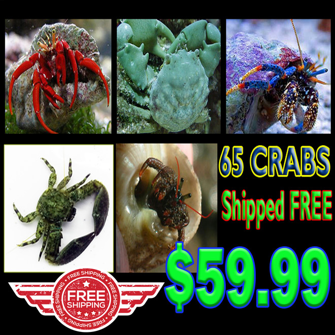 caribbean crab crew 65