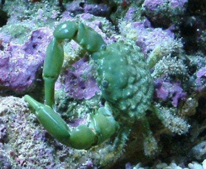 emerald crab emerald crabs emerald green crab emerald crabs for