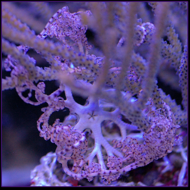 basket star fish aquarium depot