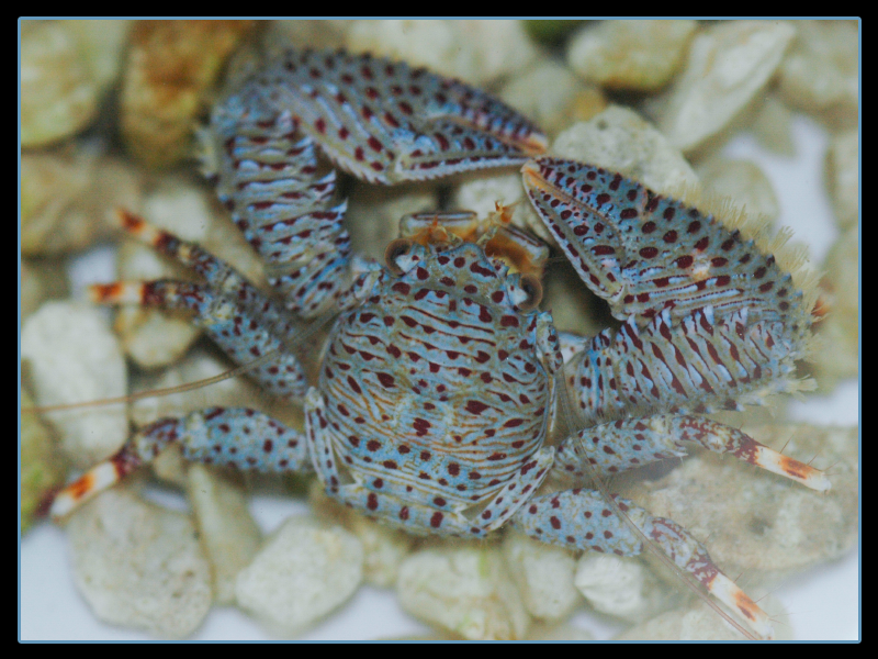 Porcelain Crab (Porcellana sayana)- Blue - Aquarium Depot