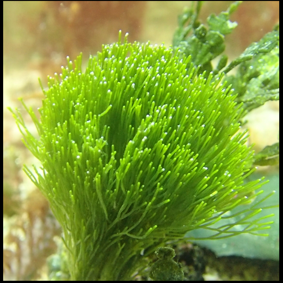 Shaving Brush (Penicillus sp.) Aquarium Depot