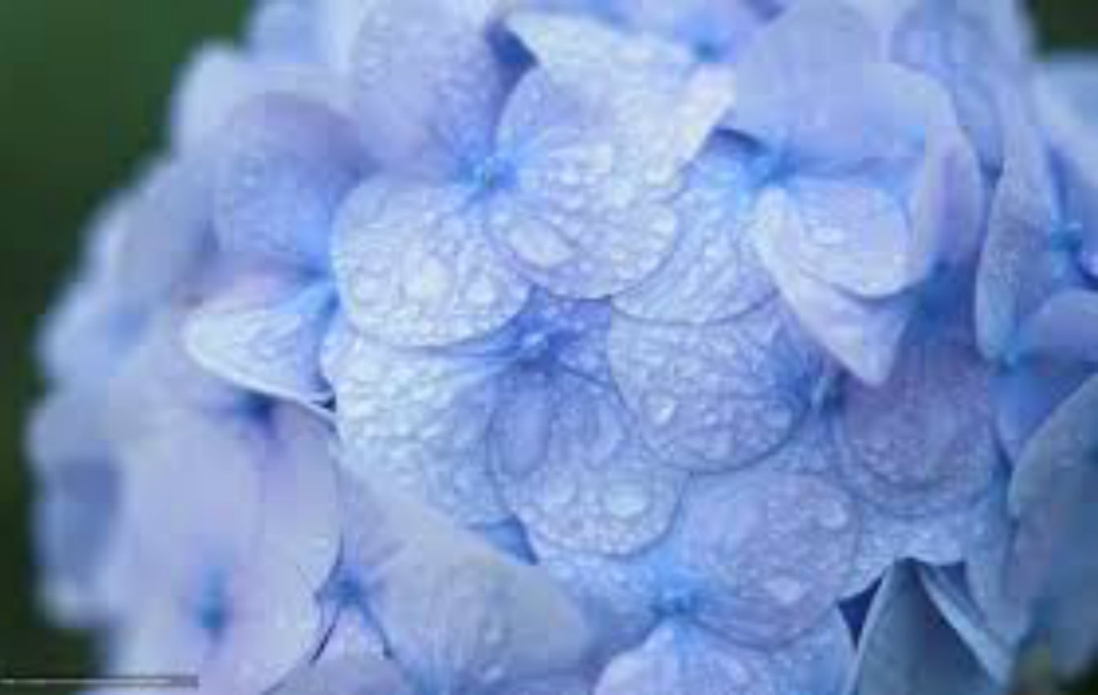 blue-hydrangea.jpg blue-hydrangea.jpg