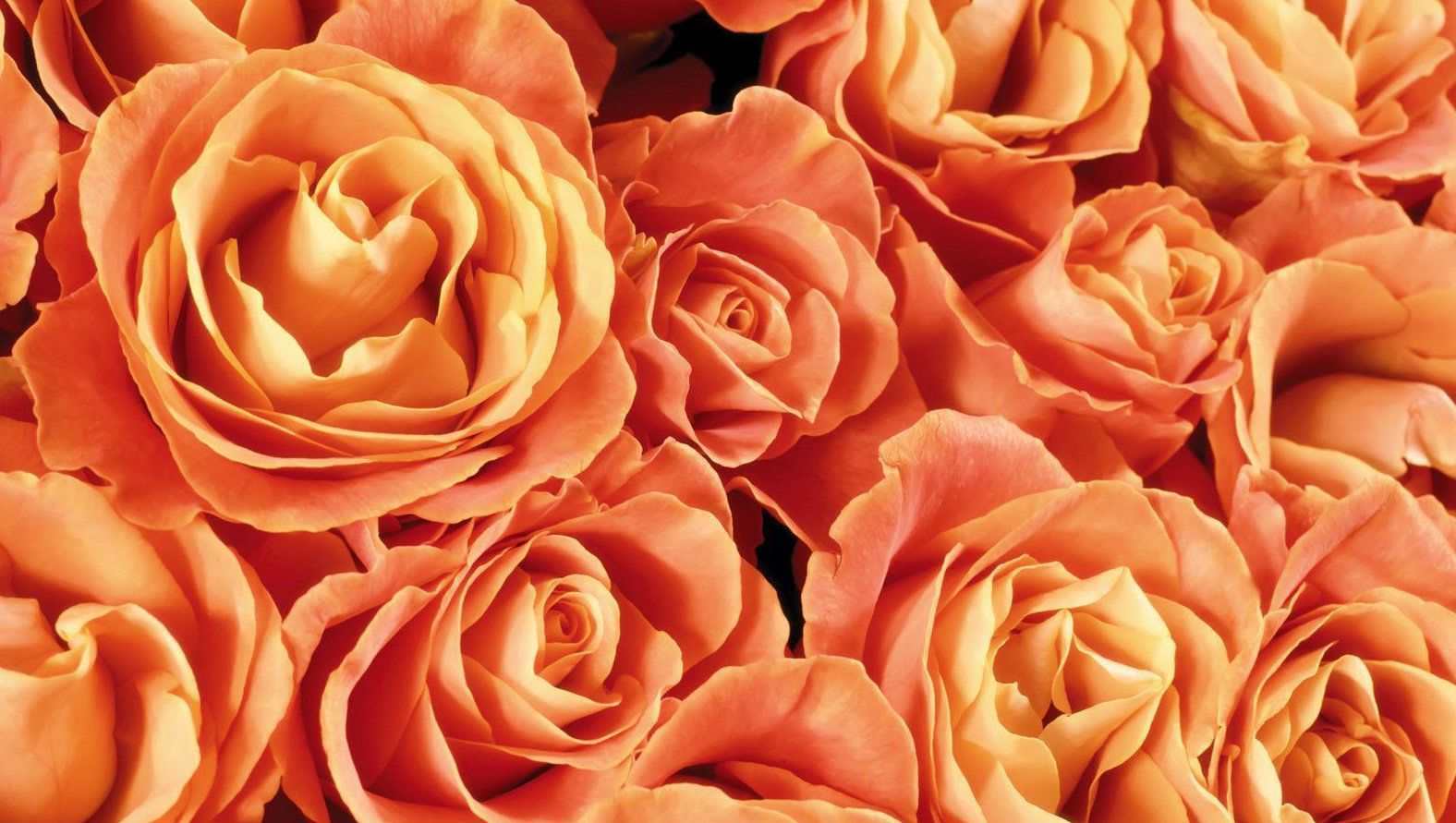 orange-roses-fs.jpg orange-roses-fs.jpg