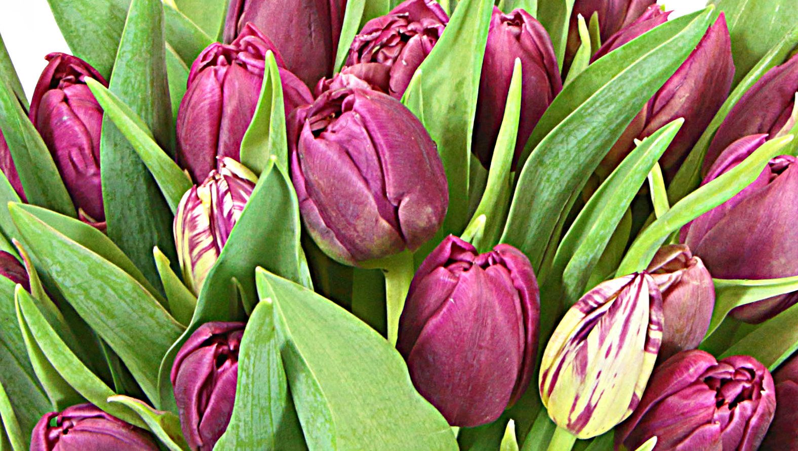 purple-tulips.jpg