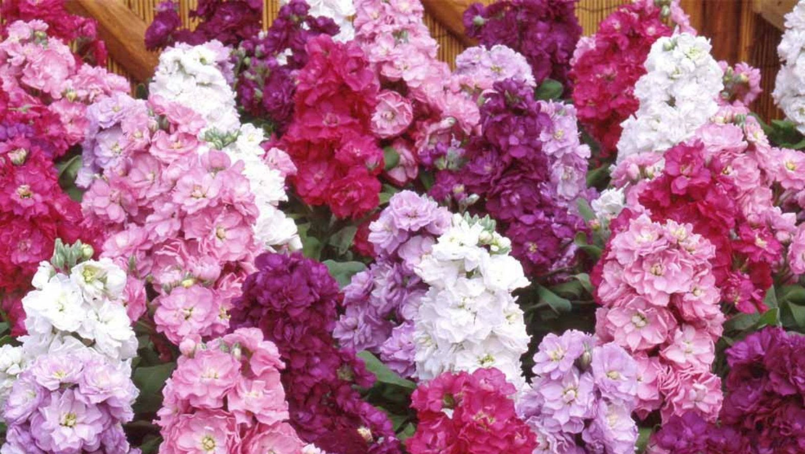 stock-flowers.jpg stock-flowers.jpg