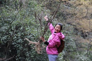 A local wild-crafter in North Sichuan displaying the abundance of guijianyu. A local wild-crafter in North Sichuan displaying the abundance of guijianyu.