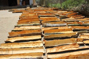 Cinnamomum loureiro Rougui drying in courtyard, North Vietnam Cinnamomum loureiro Rougui drying in courtyard, North Vietnam