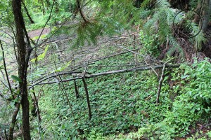 Huanglian plot in Western Hubei at intersection of forest and farmer’s vegetable garden. The partially filled out roofing structure protects the plant from too much direct sunlight, since Huanglian requires about 50% light and 50% shade. Huanglian plot in Western Hubei at intersection of forest and farmer’s vegetable garden. The partially filled out roofing structure protects the plant from too much direct sunlight, since Huanglian requires about 50% light and 50% shade.