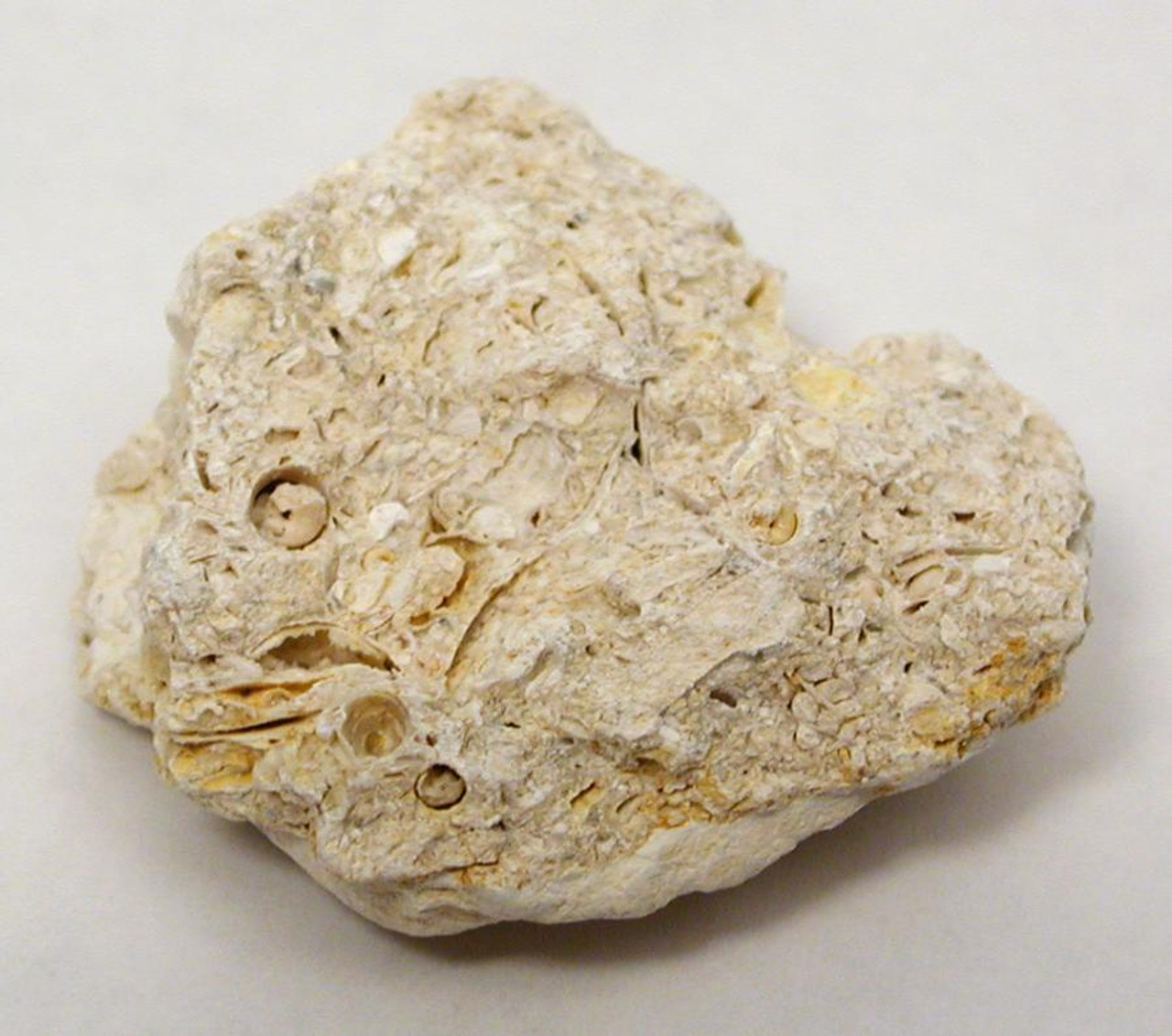 oolitic limestone rock