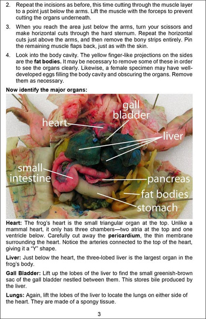 mhhe frog dissection