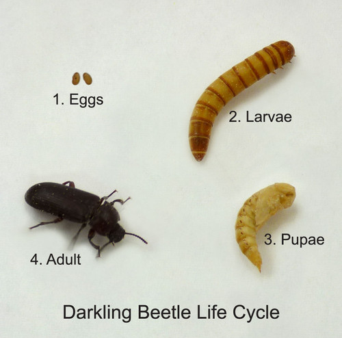 biscuit beetle life cycle