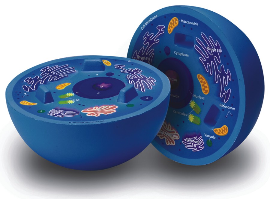 animal cell model with labeled parts