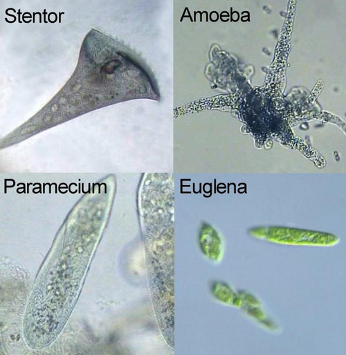 protozoa mixture live culture
