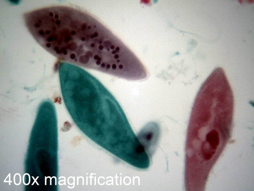 Paramecium Slide - Whole Mount