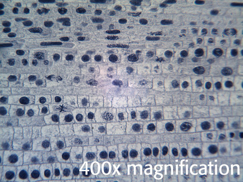 Allium onion root tip microscope slide