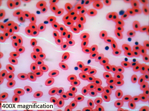 Frog blood slide, smear